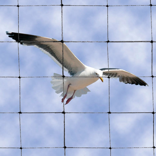Welcome To Birds Blocker