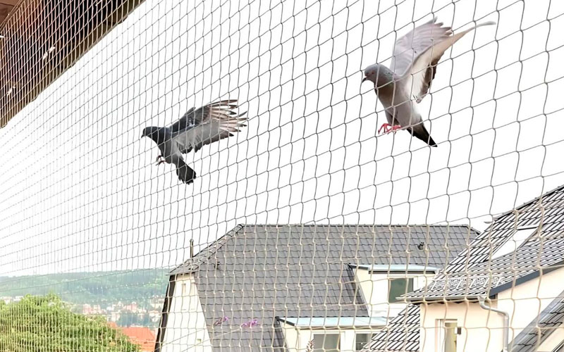 Bird Net